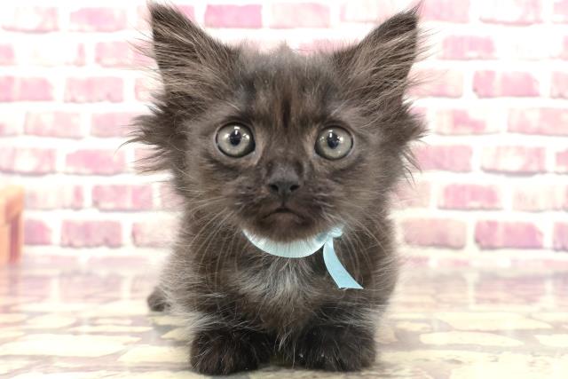 栃木県のミヌエット (Coo&RIKU足利店/2024年1月21日生まれ/男の子/ブラック)の子猫