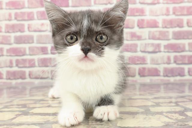 栃木県のミヌエット (Coo&RIKU足利店/2024年1月21日生まれ/女の子/ブラックスモークホワイト)の子猫