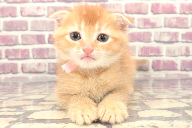 千葉県のスコティッシュフォールド (Coo&RIKU東船橋店/2024年1月15日生まれ/女の子/レッドタビー)の子猫