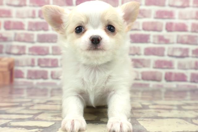 福井県のチワワ(ロング) (Coo&RIKU福井店/2024年1月23日生まれ/男の子/クリームホワイト)の子犬