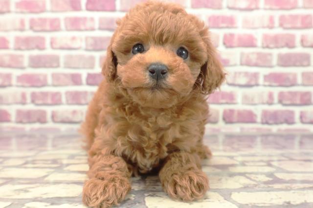 千葉県のトイプードル(トイ) (Coo&RIKU東金店/2024年1月20日生まれ/女の子/レッド)の子犬