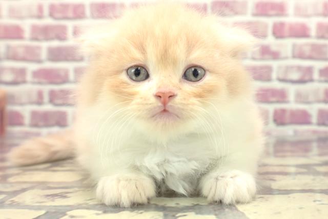 東京都のスコティッシュフォールド (Coo&RIKU新小岩店/2024年1月23日生まれ/男の子/クリームホワイト)の子猫