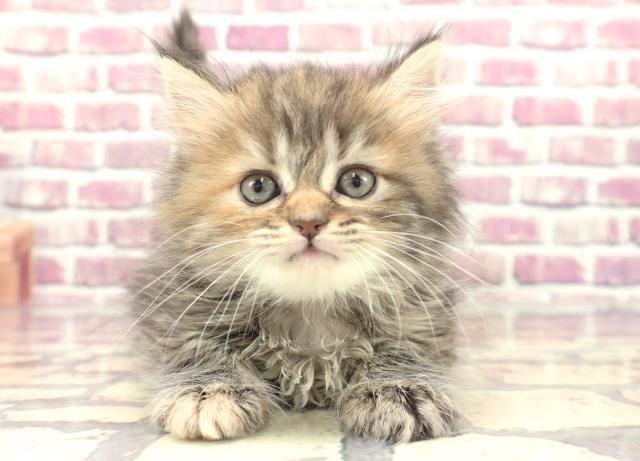 山形県のミヌエット (Coo&RIKUイオンタウン酒田店/2024年1月21日生まれ/女の子/ブラウンタビー)の子猫