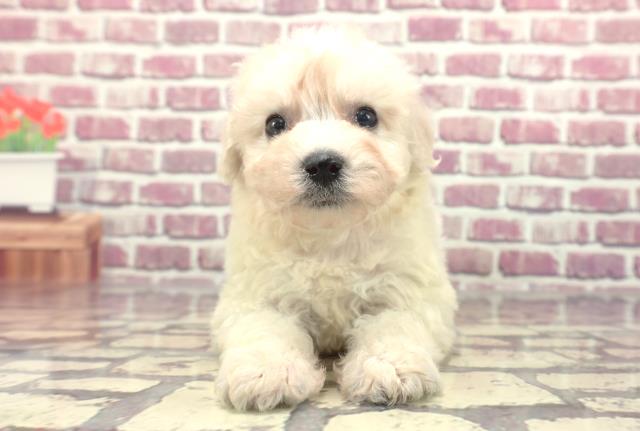 東京都のビションフリーゼ (Coo&RIKUフレスポ住吉店/2024年1月22日生まれ/女の子/ホワイト)の子犬