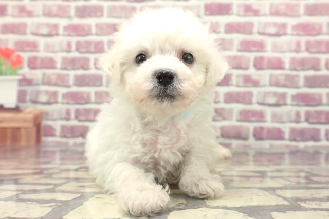 栃木県のビションフリーゼ (Coo&RIKU小山店/2024年1月22日生まれ/男の子/ホワイト)の子犬