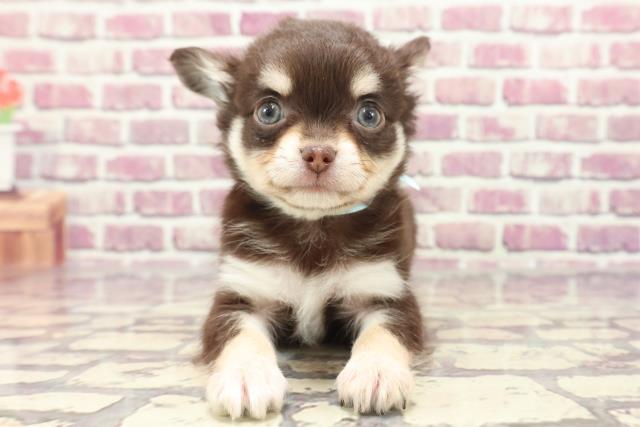 岡山県のチワワ(ロング) (Coo&RIKU岡山店/2024年1月20日生まれ/男の子/チョコレートタンホワイト)の子犬