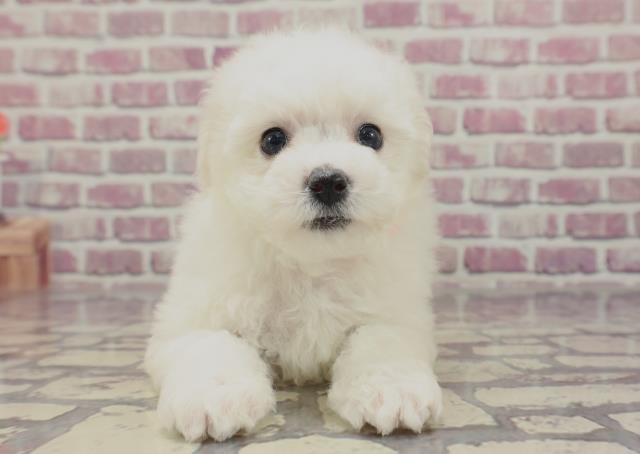 神奈川県のビションフリーゼ (Coo&RIKU横浜港南台店/2024年1月21日生まれ/女の子/ホワイト)の子犬