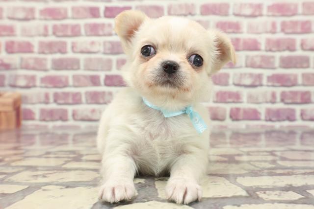 東京都のチワワ(ロング) (Coo&RIKU練馬店/2024年1月20日生まれ/男の子/クリームホワイト)の子犬