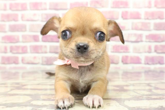 東京都のチワワ(スムース) (Coo&RIKU東久留米店/2024年1月20日生まれ/女の子/レッドホワイト)の子犬