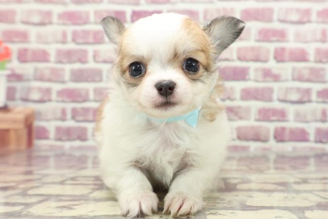栃木県のチワワ(ロング) (Coo&RIKU小山店/2024年1月23日生まれ/男の子/ホワイトレッド)の子犬
