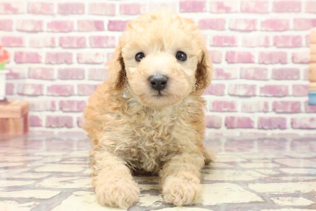 千葉県のトイプードル(トイ) (Coo&RIKU東船橋店/2024年1月20日生まれ/男の子/アプリコット)の子犬