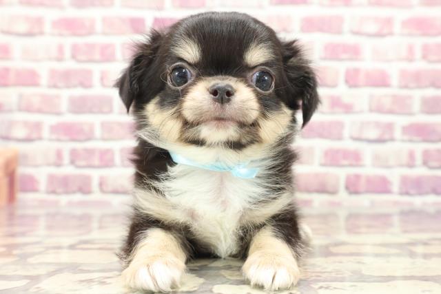 神奈川県のチワワ(ロング) (Coo&RIKU江の島店/2024年1月22日生まれ/男の子/ブラックタンホワイト)の子犬