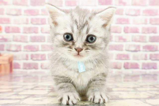神奈川県のミヌエット (Coo&RIKU相模原店/2024年1月23日生まれ/男の子/ブルータビー)の子猫