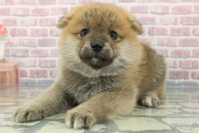 2024年1月20日生まれのポメ柴(ポメラニアン×柴犬)の2枚目の写真