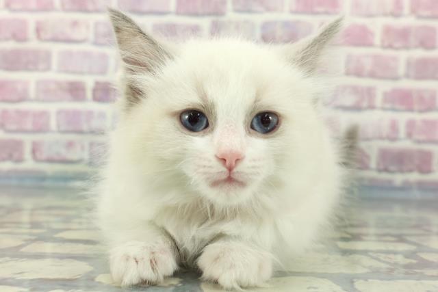 神奈川県のラグドール (Coo&RIKU相模原店/2023年12月25日生まれ/女の子/ブルーポイントバイカラー)の子猫
