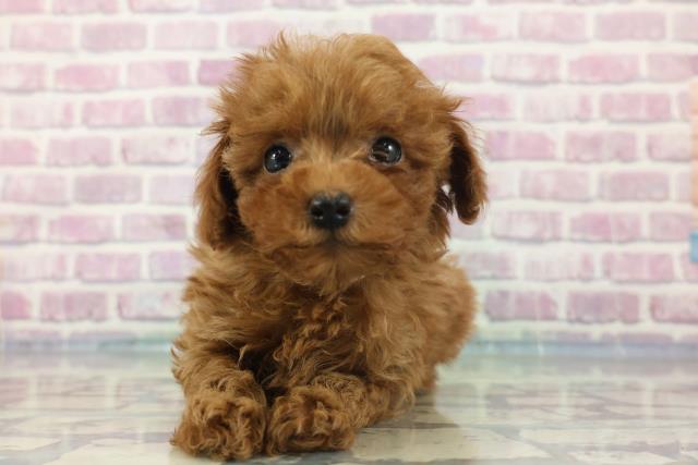 栃木県のトイプードル(トイ) (Coo&RIKU小山店/2024年1月21日生まれ/女の子/レッド)の子犬