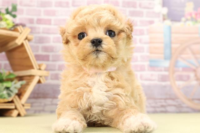 静岡県のマルプー(マルチーズ×プードル) (Coo&RIKU浜松店/2024年1月21日生まれ/女の子/クリームホワイト)の子犬