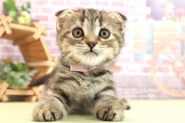 静岡県のスコティッシュフォールド (Coo&RIKU浜松店/2024年1月13日生まれ/女の子/ブラウンパッチドタビー)の子猫