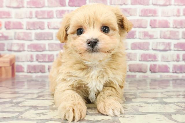山形県のマルプー(マルチーズ×プードル) (Coo&RIKU山形店/2024年1月23日生まれ/女の子/アプリコットホワイト)の子犬
