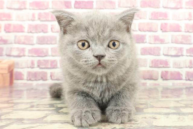 東京都のブリティッシュショートヘアー (Coo&RIKUフレスポ住吉店/2024年1月15日生まれ/女の子/ブルー)の子猫