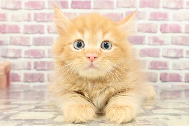千葉県のサイベリアン (Coo&RIKU南柏店/2024年1月23日生まれ/男の子/レッドタビー)の子猫