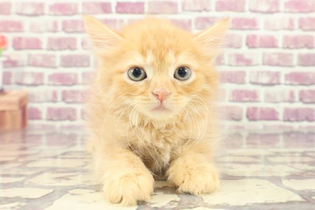 茨城県のサイベリアン (Coo&RIKU水戸店/2024年1月23日生まれ/女の子/レッドタビー)の子猫