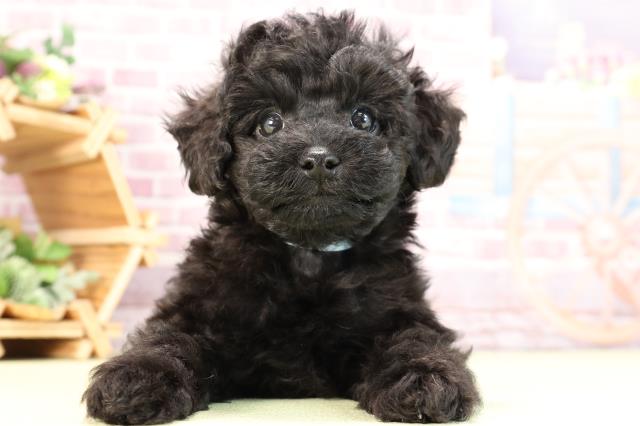 熊本県のトイプードル(トイ) (Coo&RIKUカリーノ玉名店/2024年1月24日生まれ/男の子/ブラック)の子犬