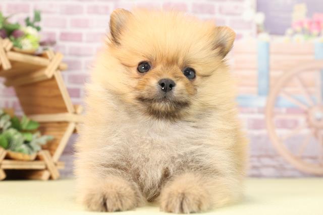 高知県のポメラニアン (Coo&RIKUのいち店/2024年1月23日生まれ/男の子/オレンジ)の子犬