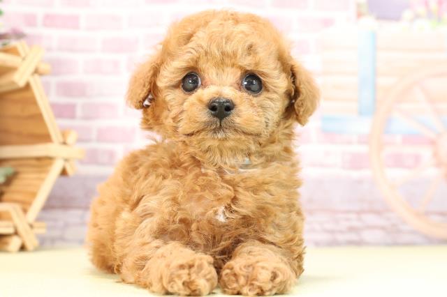 熊本県のトイプードル(トイ) (Coo&RIKU熊本店/2024年1月23日生まれ/男の子/アプリコット)の子犬