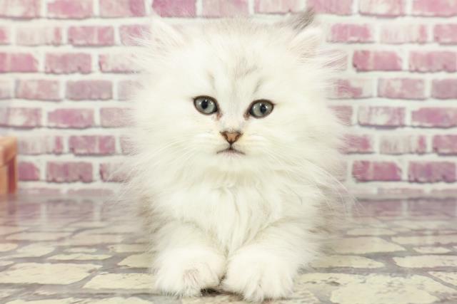 長崎県のペルシャ (Coo&RIKU大村店/2024年1月20日生まれ/女の子/チンチラシルバー)の子猫