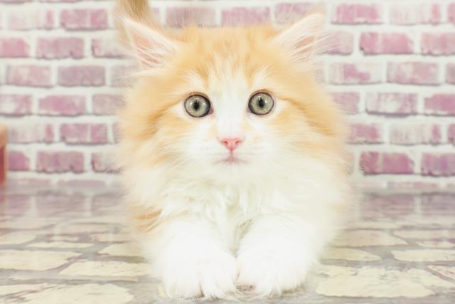 福岡県のサイベリアン (Coo&RIKU筑後店/2024年1月24日生まれ/女の子/レッドタビーホワイト)の子猫