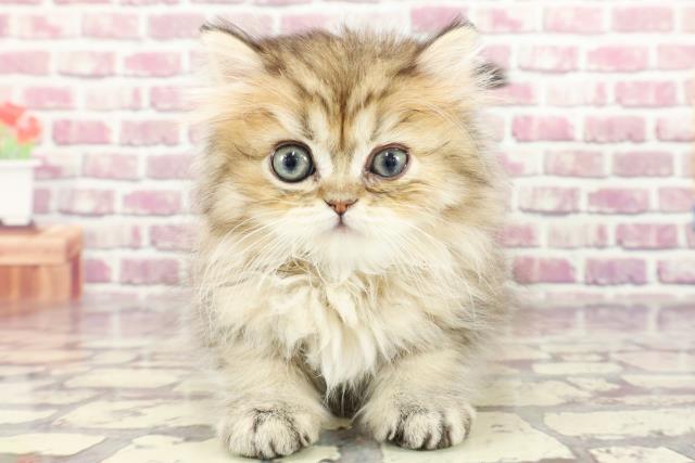 東京都のペルシャ (Coo&RIKU福生店/2024年1月25日生まれ/男の子/チンチラゴールデン)の子猫
