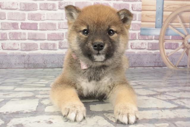 奈良県の柴犬(標準サイズ) (Coo&RIKU奈良新庄店/2024年1月24日生まれ/女の子/赤)の子犬