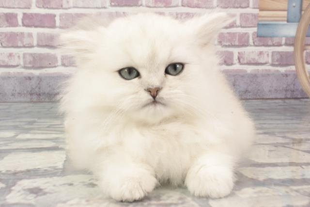 兵庫県のペルシャ (Coo&RIKU姫路店/2024年1月22日生まれ/男の子/チンチラシルバー)の子猫
