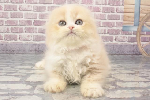 東京都のスコティッシュフォールド (Coo&RIKU足立本店/2024年1月25日生まれ/女の子/クリームタビーホワイト)の子猫