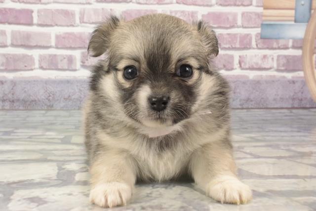 兵庫県のハーフ犬 (Coo&RIKU姫路店/2024年1月24日生まれ/女の子/レッドホワイト)の子犬