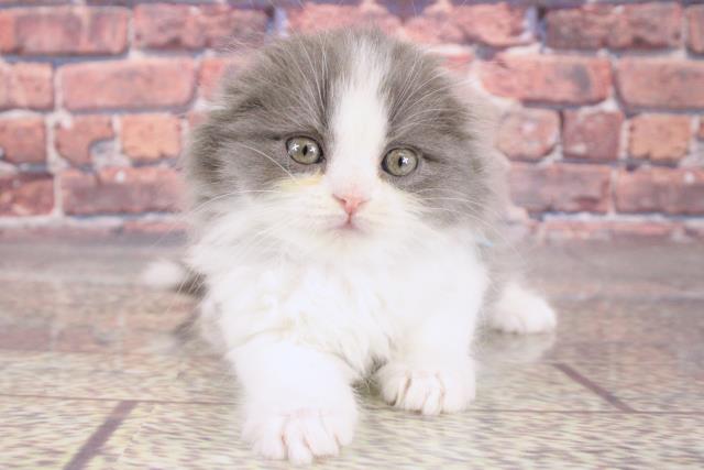 兵庫県のスコティッシュフォールド (Coo&RIKU姫路店/2024年1月24日生まれ/男の子/ブルータビーホワイト)の子猫