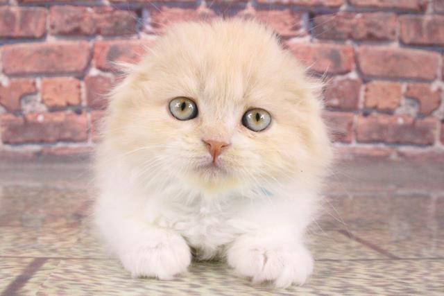 大阪府のスコティッシュフォールド (Coo&RIKU和泉店/2024年1月24日生まれ/男の子/クリームタビーホワイト)の子猫