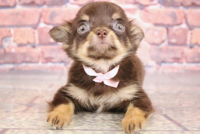 兵庫県のチワワ(ロング) (Coo&RIKU神戸東灘店/2024年1月23日生まれ/女の子/チョコレートタン)の子犬