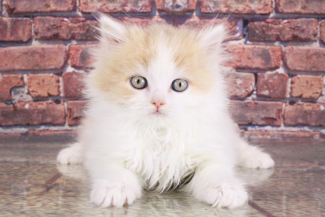 大阪府のセルカークレックス (Coo&RIKU和泉店/2024年1月24日生まれ/男の子/クリームホワイト)の子猫