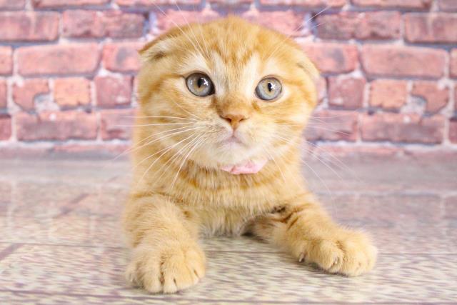 奈良県のスコティッシュフォールド (Coo&RIKU天理店/2024年1月20日生まれ/女の子/レッドマッカレルタビー)の子猫