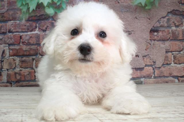 北海道のビションフリーゼ (Coo&RIKU札幌西店/2024年1月26日生まれ/男の子/ホワイト)の子犬