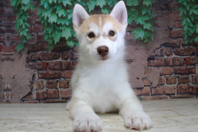 北海道のシベリアンハスキー (Coo&RIKU札幌東店/2024年1月28日生まれ/女の子/レッドホワイト)の子犬