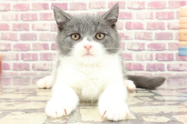 千葉県のブリティッシュショートヘアー (Coo&RIKU東金店/2024年1月26日生まれ/男の子/ブルーホワイト)の子猫