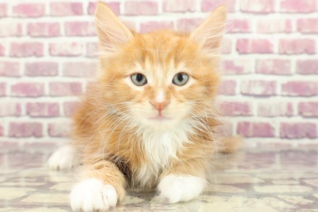 青森県のターキッシュアンゴラ (Coo&RIKU青森店/2024年1月27日生まれ/男の子/レッドタビーホワイト)の子猫