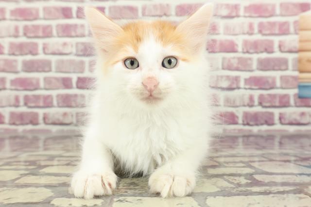 千葉県のメインクーン (Coo&RIKUフレスポ稲毛店/2024年1月28日生まれ/男の子/レッドタビーホワイト)の子猫