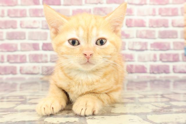 千葉県のアメリカンショートヘアー (Coo&RIKU八街店/2024年1月27日生まれ/男の子/レッドタビー)の子猫