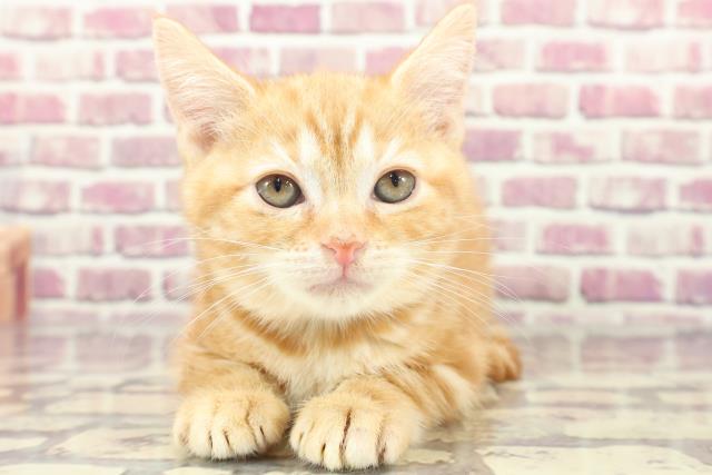 東京都のアメリカンショートヘアー (Coo&RIKU板橋店/2024年1月26日生まれ/男の子/レッドタビー)の子猫