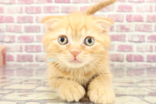 東京都のスコティッシュフォールド (Coo&RIKU江戸川店/2024年1月27日生まれ/男の子/レッドタビー)の子猫