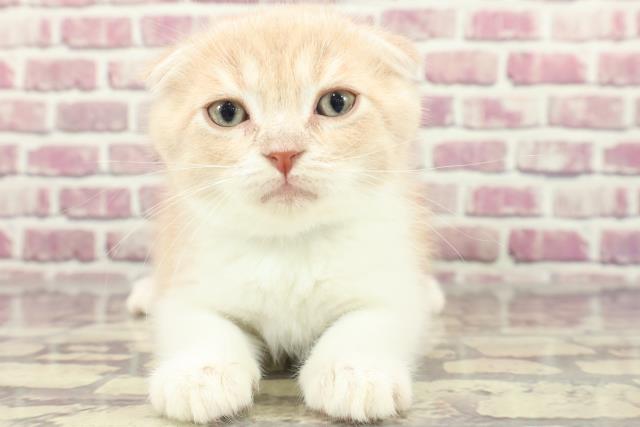 千葉県のスコティッシュフォールド (Coo&RIKU東金店/2024年1月27日生まれ/男の子/クリームタビーホワイト)の子猫